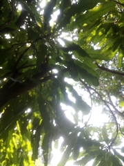 Elaeocarpus dentatus