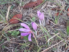 Colchicum autumnale
