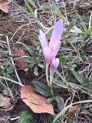 Colchicum autumnale