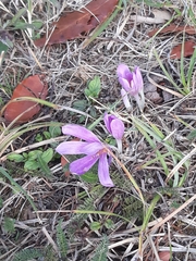 Colchicum autumnale