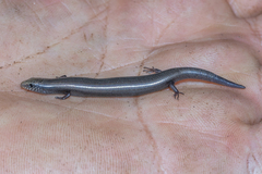 Chalcides bedriagai