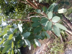 Detarieae
