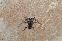 Ecyrus