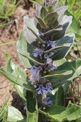 Ajuga ophrydis