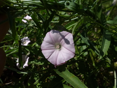 Convolvulus remotus