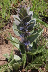 Ajuga ophrydis