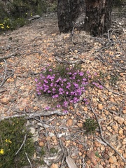 Tetratheca confertifolia