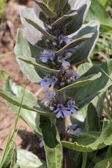 Ajuga ophrydis