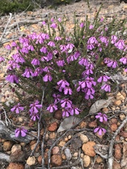 Tetratheca confertifolia
