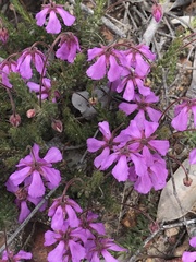 Tetratheca confertifolia