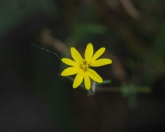 Lessingia glandulifera