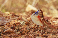 Sitana marudhamneydhal