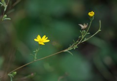 Lessingia glandulifera
