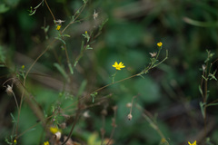 Lessingia glandulifera