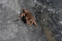 Polypedates leucomystax