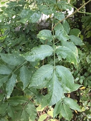 Sambucus nigra