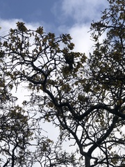 Prosthemadera novaeseelandiae novaeseelandiae
