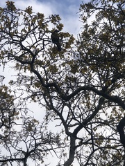Prosthemadera novaeseelandiae novaeseelandiae