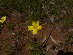 Goodenia pinnatifida