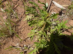 Goodenia pinnatifida