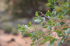 Codonocarpus cotinifolius