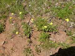 Goodenia pinnatifida