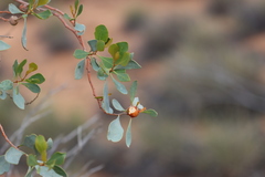 Codonocarpus cotinifolius