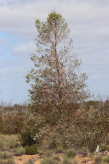 Codonocarpus cotinifolius