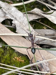 Myrmecia forficata