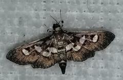 Desmia subdivisalis