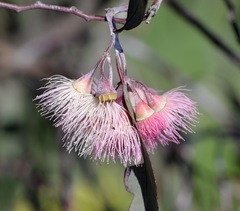 Eucalyptus sideroxylon