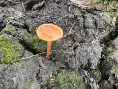 Fungi