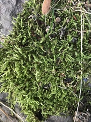 Hypnum cupressiforme