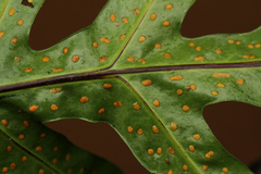 Microsorum scolopendria