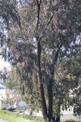 Eucalyptus sideroxylon