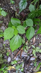 Boehmeria pilosiuscula