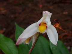 Bromheadia finlaysoniana