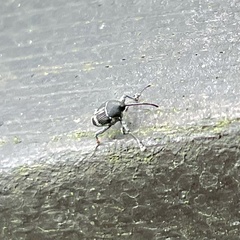 Labaninus plicatulus