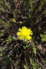 Crassothonna protecta