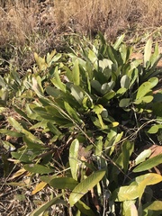 Parinari capensis capensis