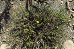 Crassothonna protecta