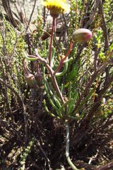 Crassothonna protecta