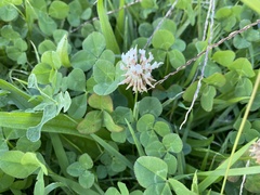 Trifolium repens
