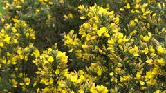 Ulex europaeus
