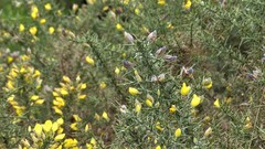Ulex europaeus