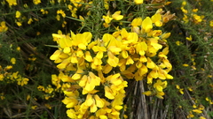Ulex europaeus