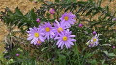 Senecio glastifolius