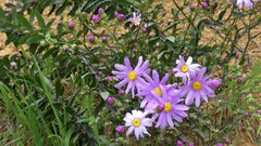 Senecio glastifolius