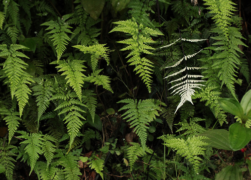 Pityrogramma calomelanos