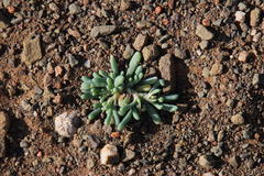 Sesuvioideae